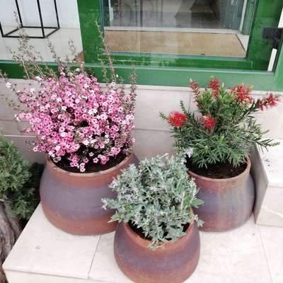 plantación en macetas