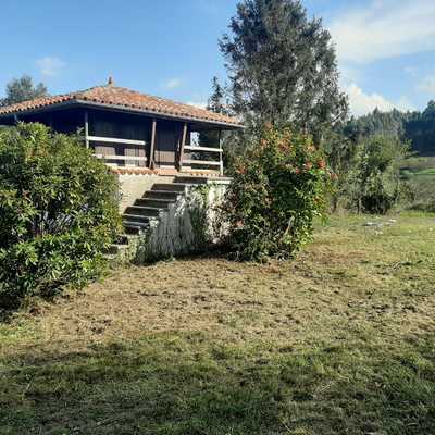 Limpieza de jardines