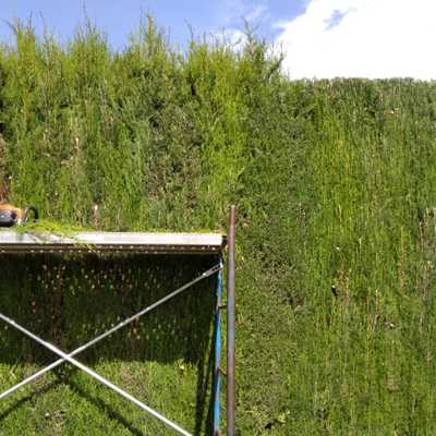 Recorte de seto de ciprés