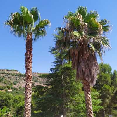 Diferencia de si a no