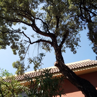 Alcornoque (Quercus suber)