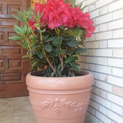 Jardinería y multiservicios