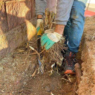 Retirada de raiz adelfas