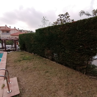 Puesta apunto jardín en Sitges