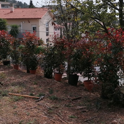 Puesta apunto jardín en Sitges