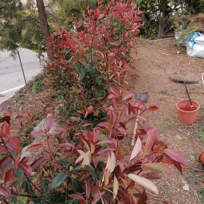 Puesta apunto jardín en Sitges