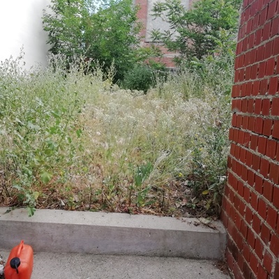 Desbroce de parcela,tala de árboles y limpieza