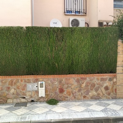 Recorte de seto de ciprés