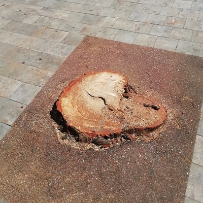 Tala de pino cedido por temporal filomena