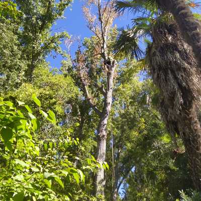 Tala de chopo por método de trepa