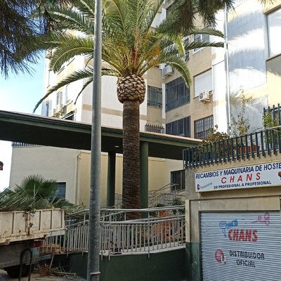 PODA Y ESTILIZADO DE PALMERAS