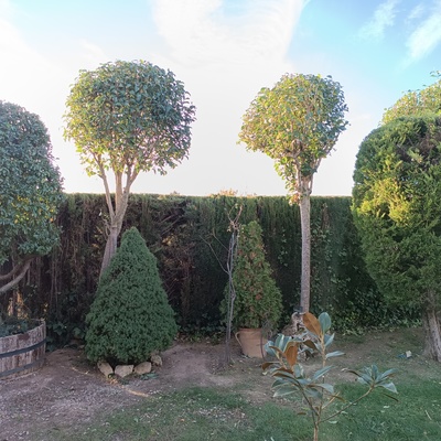 Poda se Setos i Redondear Bolas!!