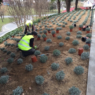 Grandes Proyectos de Plantaciones