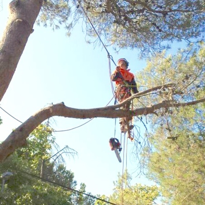 PODA SEVERA DE PINO PIÑONERO 