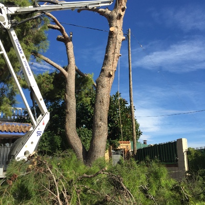Tala, poda y abatimiento de arbolado