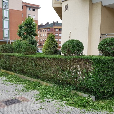 Poda y mantenimiento de comunidades