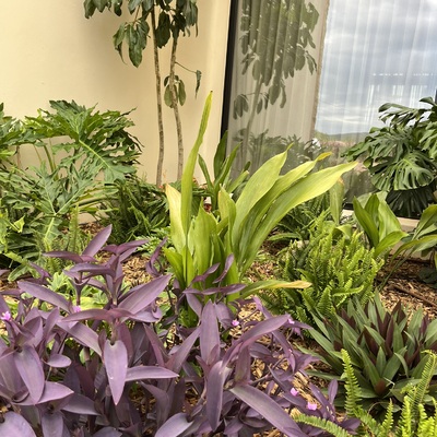 Plantacion y diseño de jardines