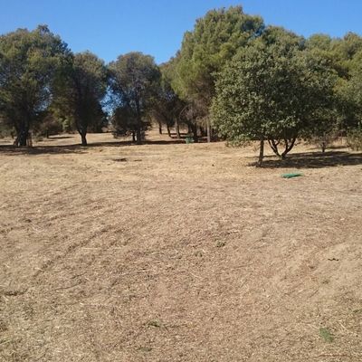 Desbroce de parcelas en venta Sevilla la Nueva