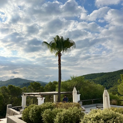 Poda de palmeras en altura