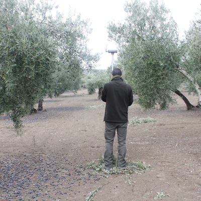 Partición de una finca de olivar para herencia