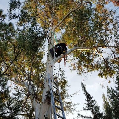 Poda en Altura Villamantilla