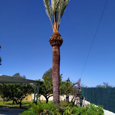 Palmera