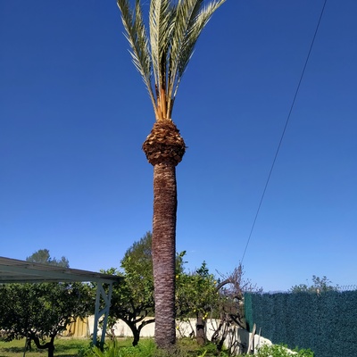 Palmera