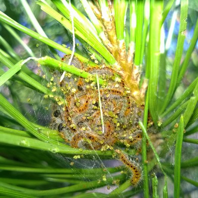 Procesionaria del pino