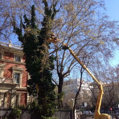 Poda en altura con plataforma