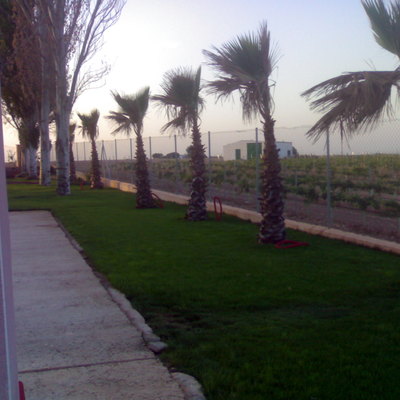 Jardin con palmeras