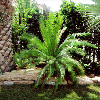 Jardín subtropical en Elche