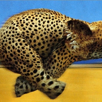 La Velocidad del Guepardo y la Robustez del Elefante, Juntos