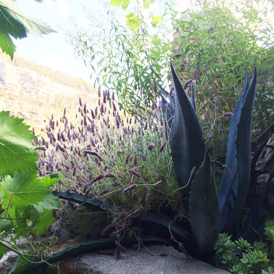 LeAatelier_Paisajismo casa campo-plantas entrada