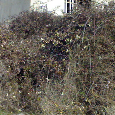  antes de la  limpieza de una  fuente rural