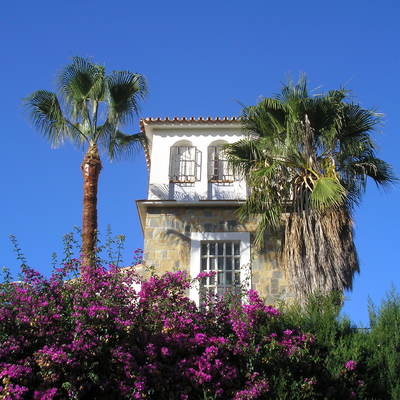 Limpieza y poda de palmera Washsingtonia sp 
