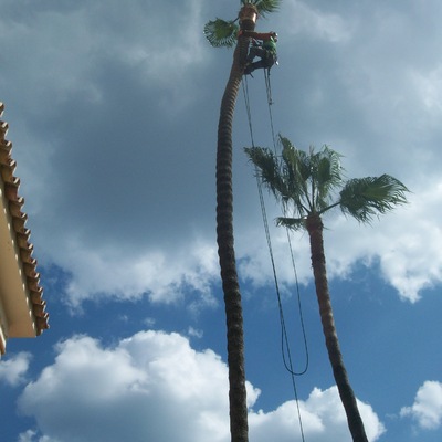 Limpieza y poda de palmera Washsingtonia sp 