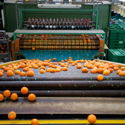 Linea de clasificación y envasado de cítricos en industria de manipulación de cítricos
