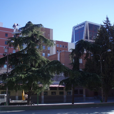 Mantenimiento arbolado colegio Nª Sª del Pilar