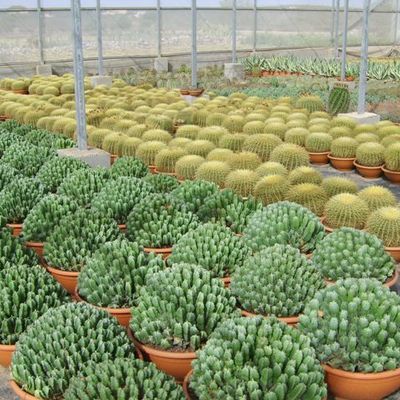 PLANTAS EJEMPLARES EN MACETA 