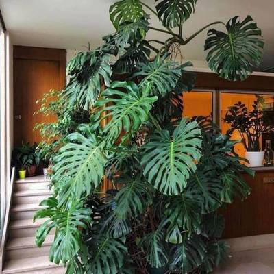 Monstera deliciosa Interior