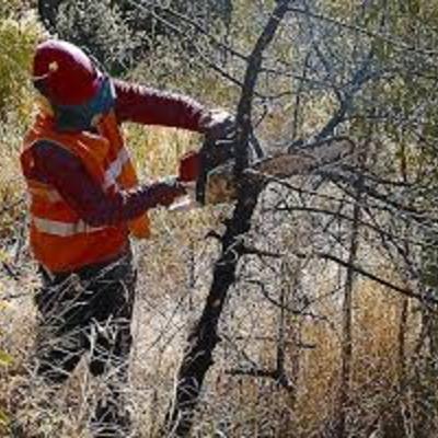 Limpiezas Forestales