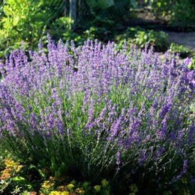 lavanda