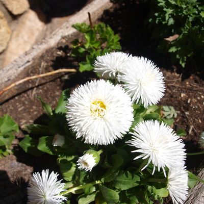 EXPERTOS EN CREAR JARDINES ESPECIALES