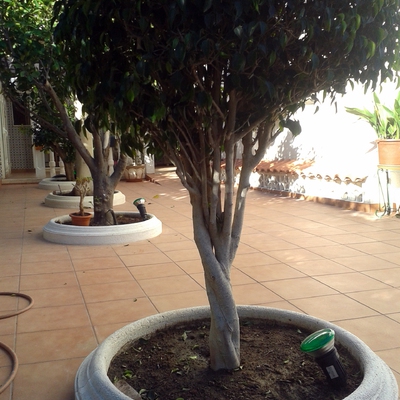 PAVIMENTADO DE JARDÍN EN ARENALES DEL SOL