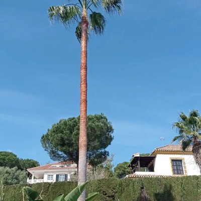 Puesta a punto jardín