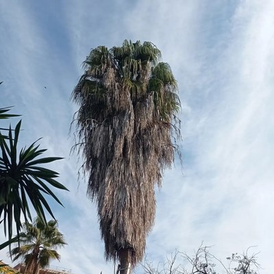 Puesta a punto jardín