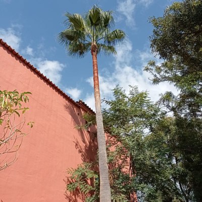 Puesta a punto jardín