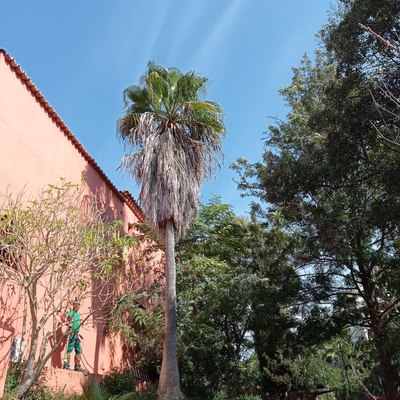 Puesta a punto jardín