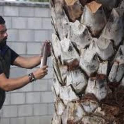 Tratamiento de plagas