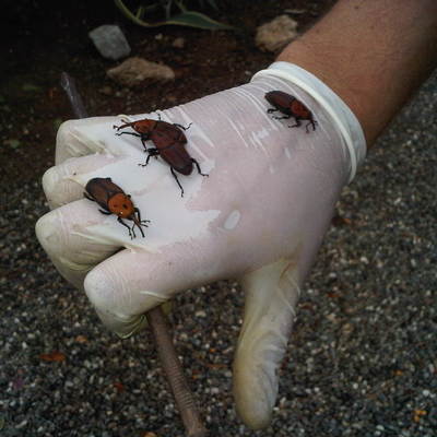 Tratamiento de plagas